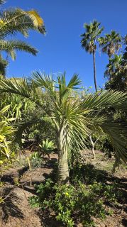GC-Parque Botanico de Maspalomas 2025-012.jpg